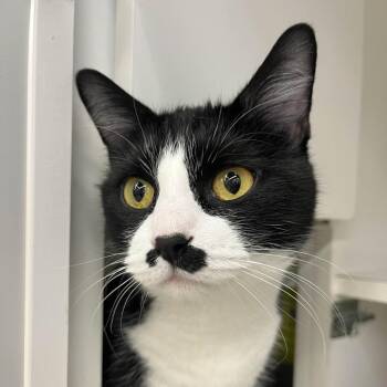 Domestic Short Hair Cats Available for Adoption in Medina, Ohio - Oreo | PetCurious
