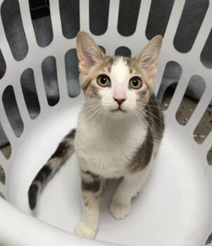Torbie Cats Available for Adoption in Hornell, New York - Denver | PetCurious