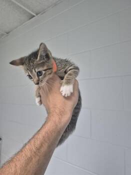 K1 -  Domestic Short Hair Cat for Adoption in St. Cloud, Florida - K1 | PetCurious
