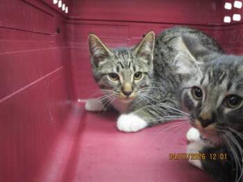 Domestic Short Hair Cats Available for Adoption in Marietta, Georgia - (651) | PetCurious