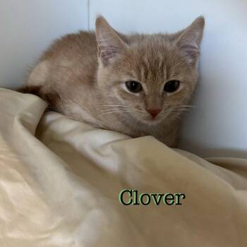 Clover -  Domestic Short Hair Cat for Adoption in Hazlet, New Jersey - Clover | PetCurious