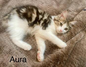 AURA -  Domestic Short Hair Cat for Adoption in New York, New York - AURA | PetCurious