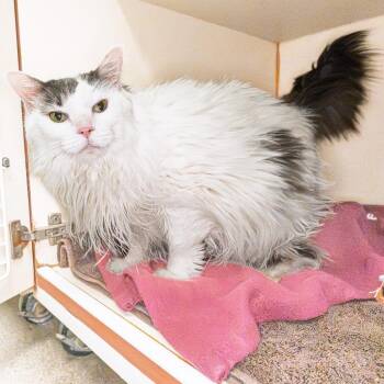 Minnie -  Maine Coon Cat for Adoption in South Elgin, Illinois - Minnie | PetCurious