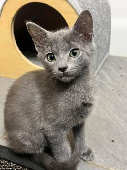 Chance -  Domestic Short Hair Cat for Adoption in Clarksville, Tennessee - Chance | PetCurious