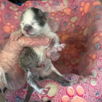 Domestic Medium Hair Cats Available for Adoption in Norman, Oklahoma - Frosty | PetCurious