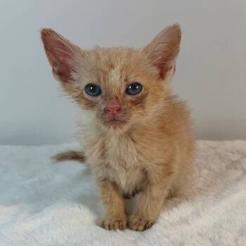 Gandalf -  Domestic Short Hair Cat for Adoption in Johnson City, Tennessee - Gandalf | PetCurious