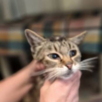 Rescue Domestic Short Hair Cats for Adoption in Fort Bragg, California - Bob | PetCurious