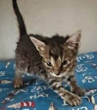 Ruby 3.21.26 -  Domestic Short Hair Cat for Adoption in Apopka, Florida - Ruby 3.21.26 | PetCurious
