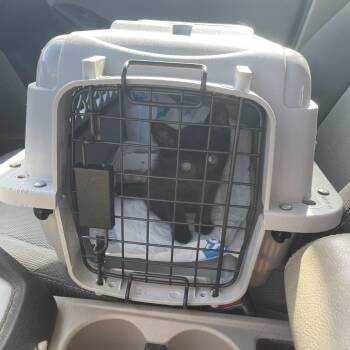 Horus -  Domestic Short Hair Cat for Adoption in West Palm Beach, Florida - Horus | PetCurious