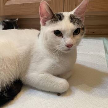 Dana -  American Shorthair Cat for Adoption in Newberg, Oregon - Dana | PetCurious