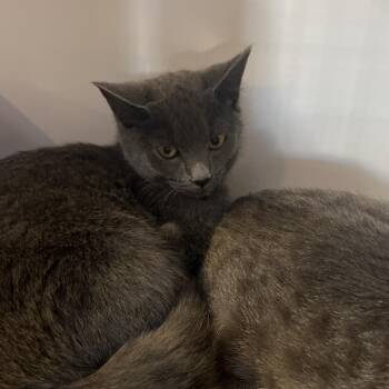 Domestic Short Hair Cats Available for Adoption - Willow | PetCurious