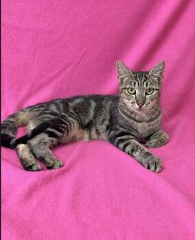 Ariel -  Domestic Short Hair Cat for Adoption in Kingsland, Georgia - Ariel | PetCurious