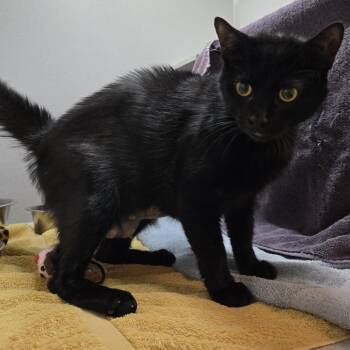 Musica -  Domestic Short Hair Cat for Adoption in Pittsburgh, Pennsylvania - Musica | PetCurious