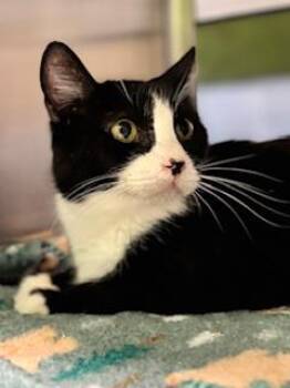 Domestic Short Hair Cats Available for Adoption in Fort Worth, Texas - Clawdia | PetCurious