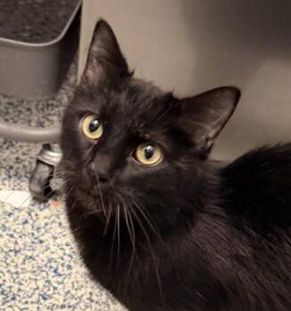 Bella -  Domestic Medium Hair Cat for Adoption in Golden, Colorado - Bella | PetCurious