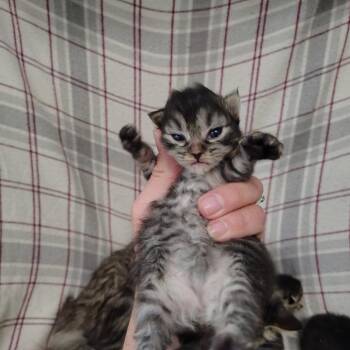 Poly -  Domestic Medium Hair Cat for Adoption in Coos Bay, Oregon - Poly | PetCurious
