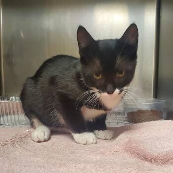 Tyler -  Domestic Short Hair Cat for Adoption in Milton, Florida - Tyler | PetCurious