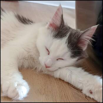 Rescue Domestic Long Hair Cats for Adoption in Roswell, Georgia - Molly Lane | PetCurious