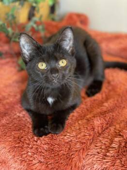 Binx -  Domestic Short Hair Cat for Adoption in Taylor, Michigan - Binx | PetCurious