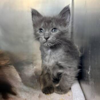 Lavender -  Domestic Short Hair Cat for Adoption in Palm Springs, California - Lavender | PetCurious