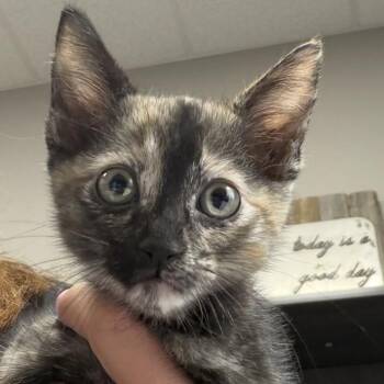 Sandy -  Domestic Medium Hair Cat for Adoption in Midland, Texas - Sandy | PetCurious