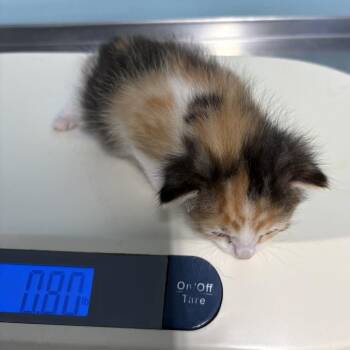 CAJC-Stray-174353_2 -  Domestic Short Hair Cat for Adoption in Jefferson City, Tennessee - CAJC-Stray-174353_2 | PetCurious