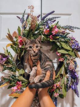 Daisy -  Tabby Cat for Adoption in Goodyear, Arizona - Daisy | PetCurious