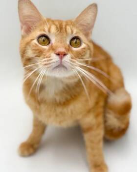 O`Malley -  Domestic Short Hair Cat for Adoption in Bowling Green, Kentucky - O`Malley | PetCurious