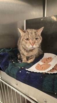 KARMA -  Domestic Short Hair Cat for Adoption in Rancho Cucamonga, California - KARMA | PetCurious