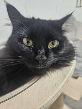 Puffy -  Domestic Long Hair Cat for Adoption in Stamford, Connecticut - Puffy | PetCurious
