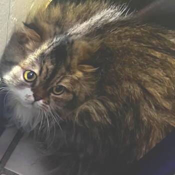 Persephone -  Persian Cat for Adoption in Tulsa, Oklahoma - Persephone | PetCurious