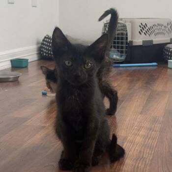 Rescue Domestic Short Hair Cats for Adoption in Bentonville, Arkansas - Cocoa Supreme | PetCurious