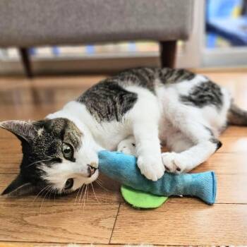 Domestic Short Hair Cats Available for Adoption in Philadelphia, Pennsylvania - Darwin | PetCurious