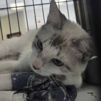 Life Of A Showgirl -  Domestic Short Hair Cat for Adoption in Davenport, Iowa - Life Of A Showgirl | PetCurious