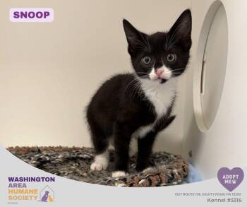 Snoop -  Domestic Short Hair Cat for Adoption in Eighty Four, Pennsylvania - Snoop | PetCurious