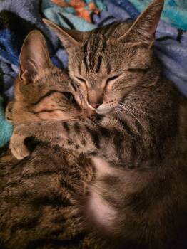 Azula -  Domestic Short Hair Cat for Adoption in St. Helens, Oregon - Azula | PetCurious
