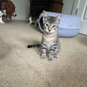 Domestic Short Hair Cats Available for Adoption in Springdale, Arkansas - Adams | PetCurious