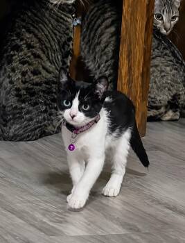 Chihiro -  Siamese and Tuxedo Cat for Adoption in Covington, Louisiana - Chihiro | PetCurious