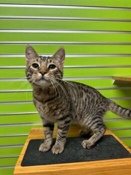 MOWGLI -  Domestic Short Hair Cat for Adoption in St. Peters, Missouri - MOWGLI | PetCurious