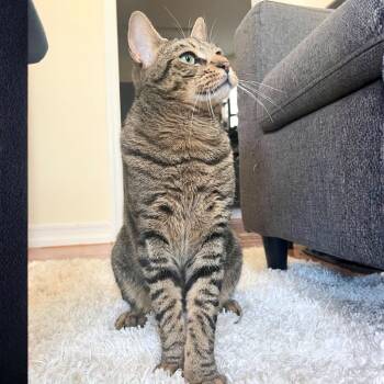 Rescue Domestic Short Hair Cats for Adoption - Babou | PetCurious