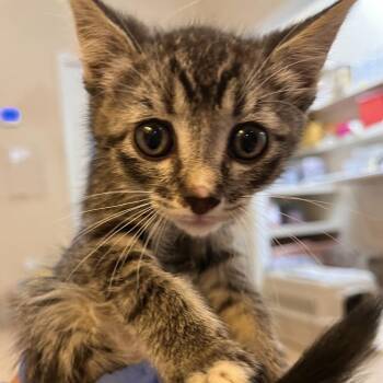 Treasure -  Domestic Short Hair Cat for Adoption in Kanab, Utah - Treasure | PetCurious