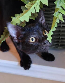 Rescue Domestic Short Hair Cats for Adoption in Ocala, Florida - Yoda | PetCurious