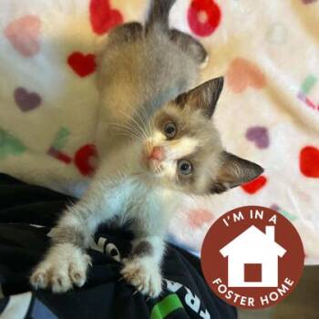 Ram -  Siamese and Domestic Short Hair Cat for Adoption in Janesville, Wisconsin - Ram | PetCurious