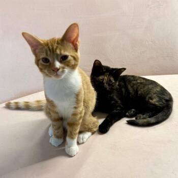Andy -  Domestic Short Hair Cat for Adoption in Etna, Pennsylvania - Andy | PetCurious