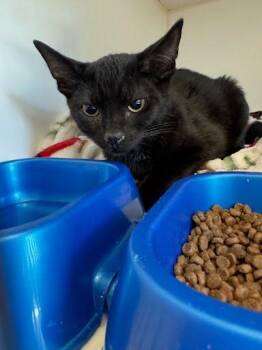 Winifred -  Domestic Short Hair Cat for Adoption in Oakland, California - Winifred | PetCurious