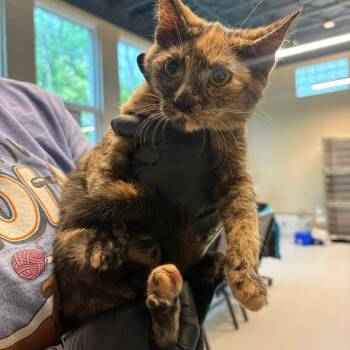 Domestic Short Hair Cats Available for Adoption in Huntington, West Virginia - Toofer | PetCurious