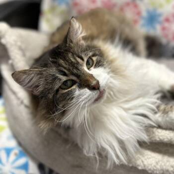 Bella -  Domestic Long Hair and Siberian Cat for Adoption in Bountiful, Utah - Bella | PetCurious