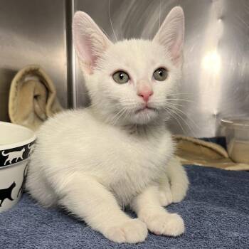 Bruh -  Domestic Short Hair Cat for Adoption in Palm Springs, California - Bruh | PetCurious