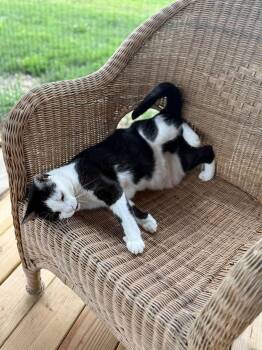 Rescue Domestic Short Hair Cats for Adoption in Chuckey, Tennessee - Olive NJ | PetCurious