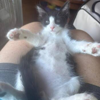 Jetson -  Domestic Short Hair Cat for Adoption in Spokane, Washington - Jetson | PetCurious